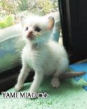 【YAMI MIAO猫舍】海豹双色布偶猫弟弟\幼猫宠物活体\带CFA繁育权