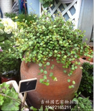 【千叶兰】庭院室内绿色植物盆栽 千叶吊兰吸甲醛净化空气2盆包邮