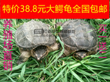 乌龟活体观赏小鳄龟杂佛龟大鳄龟水龟北美小鳄龟12-15厘米包邮