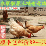 农家自养土鸡老母鸡 散养鸡 走地鸡 月子鸡4-5斤当天现杀 1只包邮