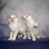 布偶猫宠物猫活体双色布偶猫幼猫 宠物布偶猫海豹