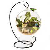 迷你可爱圆形小花瓶 透明玻璃水培绿萝设计景观花盆 阳台悬挂摆件