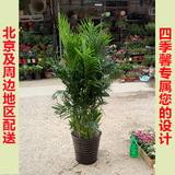 夏威夷竹子富贵椰子室内客厅前台大型除甲醛植物盆栽绿植北京送货