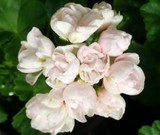 郁金香天竺葵粉色   带花带苞带盆发货  盆栽植物