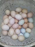 农家新鲜 有机 纯天然 自养 散养杂粮 土鸡蛋 月子蛋 笨鸡蛋