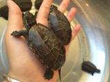 活体中华草龟金线龟 自然孵化 外塘龟6～7 （可分公母）免费包装