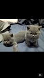 【视频实拍】英短蓝猫 英国短毛猫纯蓝色幼猫待预定 CAA 品相自观