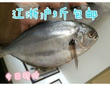 东海野生新鲜肉鲳 鸭蛋鲳 南美鲳海鲜水产品一斤3-5条顺丰包邮