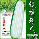 玉米种子白色甜 甜加糯型 水果玉米种子 甜/粘/糯银糯超人100克
