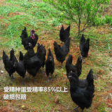 受精蛋 绿壳鸡蛋可孵化 五黑鸡种蛋 可孵化小鸡的种蛋 10/盒 包邮