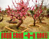 红梅盆景树桩腊梅乌梅朱砂梅红梅书面室内盆景绿植实物出售批发