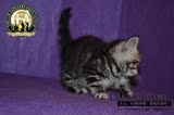 美国短毛 出售中小猫折耳纯种美短幼猫 活体宠物猫 赛级证书 弟弟