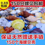 ★包邮150个螺贝★天然海螺贝壳海星套装150个海贝拍就送贝壳手链