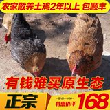 wd-889726沂蒙山农家散养土鸡老母鸡草鸡笨鸡活鸡现杀鸡肉月子鸡
