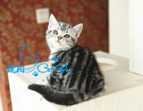 【琥珀】赛级美国短毛猫银虎斑标斑幼猫DD公宠物活体有视频