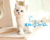 【琥珀】云系英国短毛猫英短银色渐层幼猫MM母活体宠物有视频