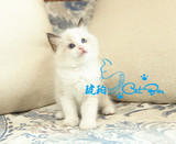 【琥珀】赛级带繁育权布偶猫海豹双色MM 母宠物活体有视频