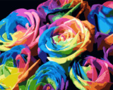diy数字油画包邮 手绘填色客厅情侣玫瑰花卉大幅装饰画 多姿多彩