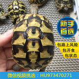 陆龟活体龟宠物龟新手龟素食龟3.5~7cm吃菜龟陆龟苗赫曼活体龟