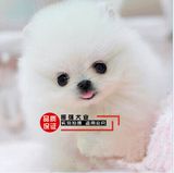 韩国引进超萌哈多利球形白博美幼犬 纯种健康保障