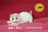 异国短毛猫赛级乳樊MM 纯种加菲猫 宠物猫 活体CFA双血统带证