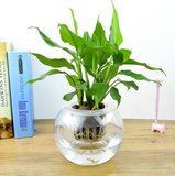 万年青植物创意玻璃盆栽真水培办公室内桌面小绿植花卉除甲醛包邮