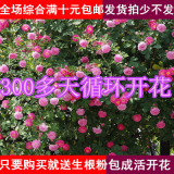 多花爬藤本月季 蔷薇花种子 玫瑰花盆栽植物花卉四季易种阳台30粒