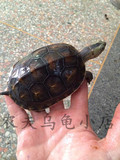 小乌龟放生龟活体龟宠物龟珍珠龟招财龟公花龟10-13厘米