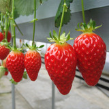 四季播草莓种子 食用 阳台盆栽家庭花卉草瓜蔬菜水果籽春易种