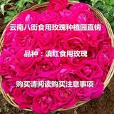 云南滇红玫瑰鲜花（食用）目前天气因素停止发货，请不要拍！