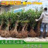 三年大果红花油茶树苗高130-170cm 根系好比嫁接苗生长快寿命长