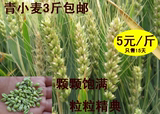 青麦仁农家自产纯天然小麦新鲜嫩麦穗青麦穗烧烤麦穗现采四斤包邮
