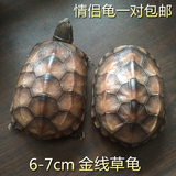 特价包邮 乌龟活体 金线龟 中华草龟 墨龟 6-7cm 情侣龟一对 水龟