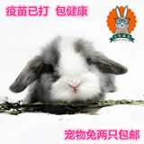 健康兔宝宝 活体纯种 纯色垂耳兔侏儒兔道奇猫猫兔 狮子兔 宠物兔