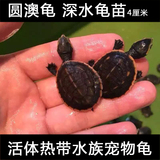 圆澳龟 活体深水宠物龟 热带观赏龟苗 游泳乌龟 不用晒台 飞河龟
