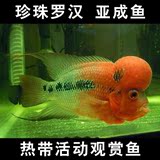 珍珠罗汉鱼 鸿运罗汉亚成鱼 活体观赏水族宠物鱼 马骝元宝短身苗
