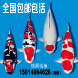 纯种日本锦鲤红白大正昭和三色丹顶观赏鱼精品锦鲤活体冷水鱼包邮