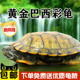 黄金巴西龟彩龟乌龟活体宠物龟水龟招财龟5-13cm全品包邮包风险