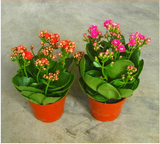 长寿花 办公室内绿植花卉 懒人植物 创意小盆栽 净化空气 观花