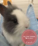 Zoo Hotel 深圳各类宠物寄养 兔子寄养 KKmall附近(可上门服务)