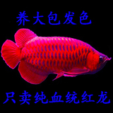 印尼野生赤血红龙辣椒红龙火麒麟超血红龙鱼红金龙鱼苗活体观赏鱼