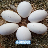 新鲜鹅蛋农家散养土鹅蛋孕妇去胎毒纯天然有机鹅蛋10枚包邮