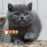 【乐乐猫舍】宠物活体 英国短毛猫英短蓝猫 可爱弟弟