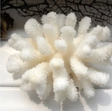 10～24cm 天然白珊瑚摆件 鱼缸造景水族装饰大贝壳 海螺白珊瑚