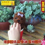 【潘多拉】出售茶杯玩具纯种红贵宾红泰迪犬幼犬宠物犬狗狗支付宝