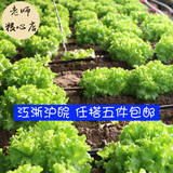 【老师粮心店】蔬菜 新鲜生菜 农家肥无农药青菜 500g 沙拉蔬菜
