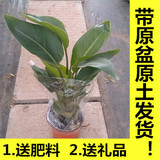 鹤望兰天堂鸟大型绿植盆栽植物花卉室内净化空气吸甲醛 包成活