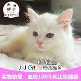 【JJCATS布偶猫舍】CFA注册纯种布偶猫奶油色重点色山猫幼猫找家