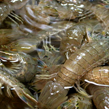 鲜活琵琶虾皮皮虾/富贵虾/公母 水产濑尿虾海鲜蛄虾类 可闪送送达