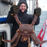 海鲜大王鲜活进口阿拉斯加帝王蟹188/斤鲜活水产特价螃蟹